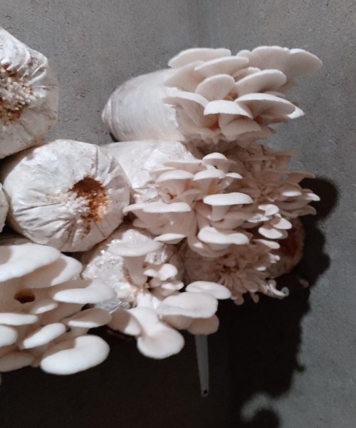 ජේ.කේ.බිම්මල්