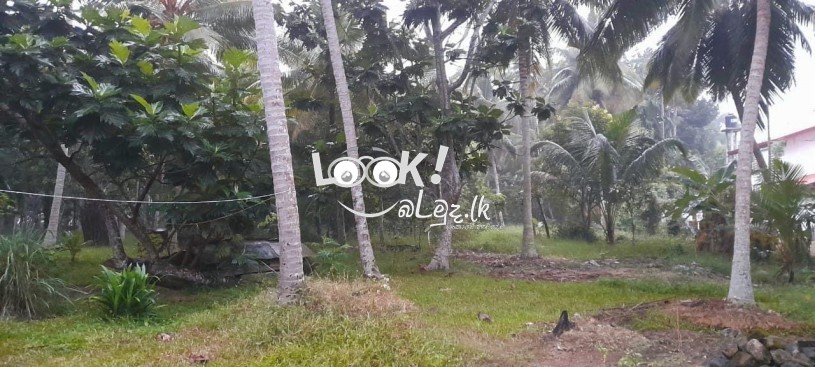 Coconut LAND for Sale MADURANKULIYA