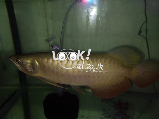 Arowana fish and ornamental fish