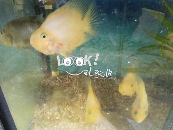 Arowana fish and ornamental fish