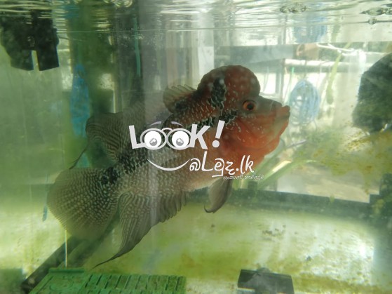 Arowana fish and ornamental fish