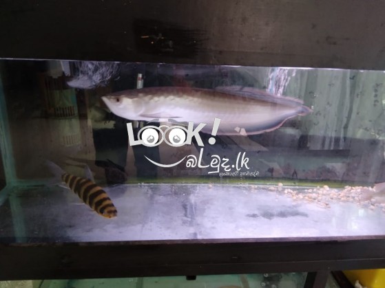 Arowana fish and ornamental fish