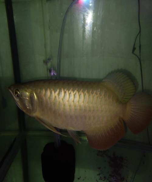 Arowana fish and ornamental fish