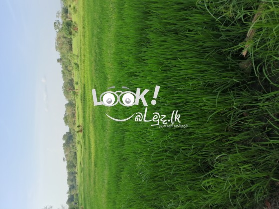 Paddy field for sale