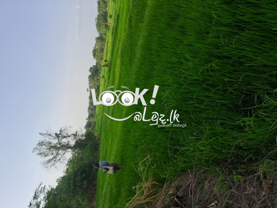 Paddy field for sale