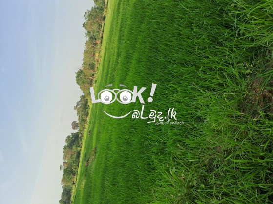 Paddy field for sale