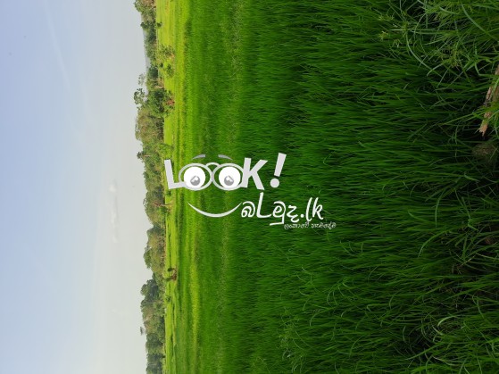 Paddy field for sale