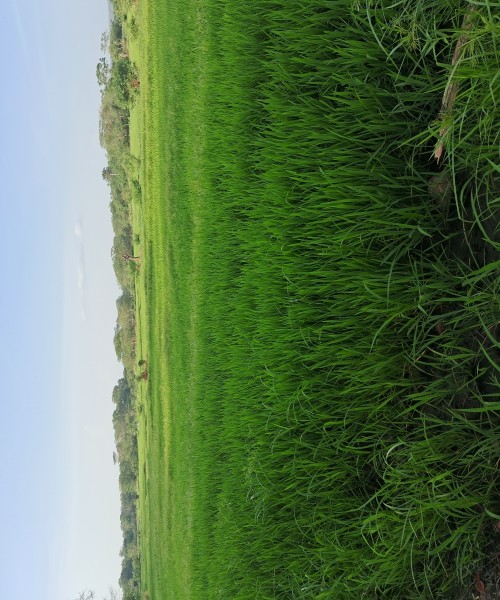Paddy field for sale
