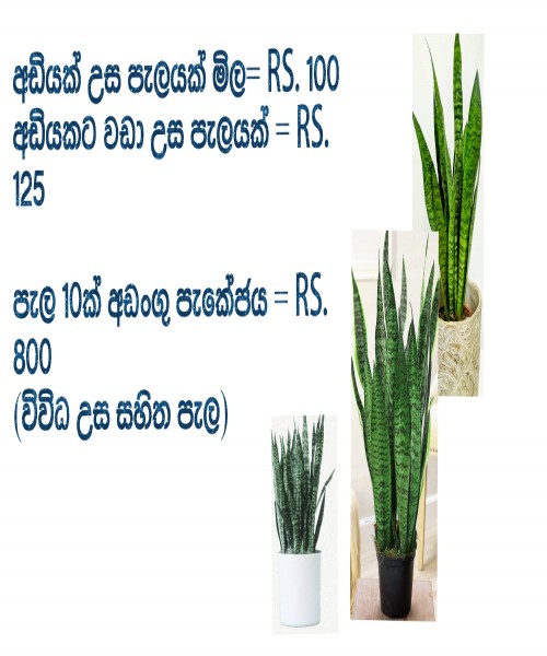 Air purifying indoor plant 