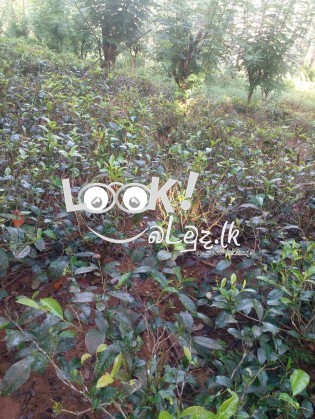 ඉඩම සහ නිවසක් විකිණීමට 