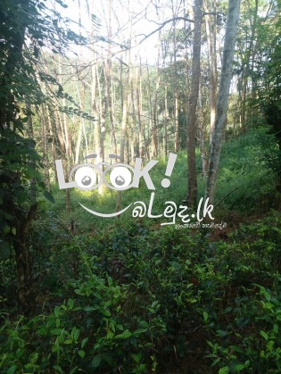 ඉඩම සහ නිවසක් විකිණීමට 