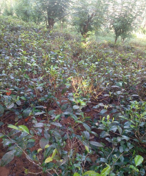 ඉඩම සහ නිවසක් විකිණීමට 