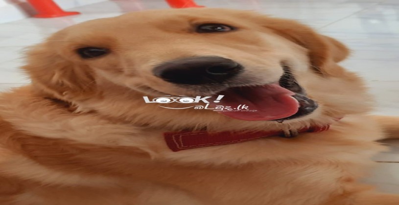 Golden Retriever Female Dog