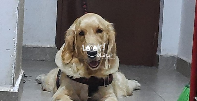 Golden Retriever Female Dog