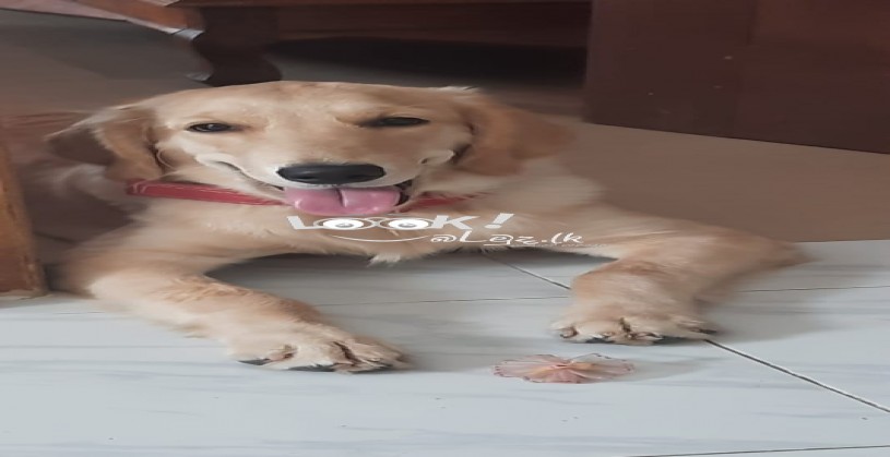 Golden Retriever Female Dog