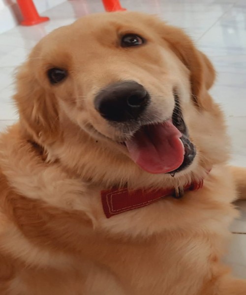 Golden Retriever Female Dog