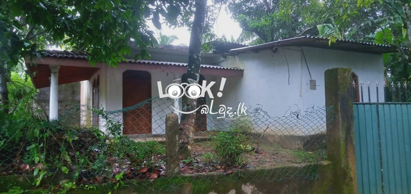 House and pach 11 Edama