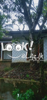 House and pach 11 Edama